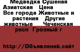 Медведка Сушеная Азиатская › Цена ­ 1 400 - Все города Животные и растения » Другие животные   . Чеченская респ.,Грозный г.